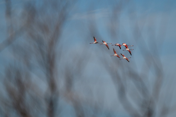 Limnothalassa Elous (Elous Lagoon) - Greater flamingos