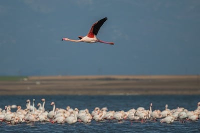 Limnothalassa Elous (Elous Lagoon) - Greater flamingos
