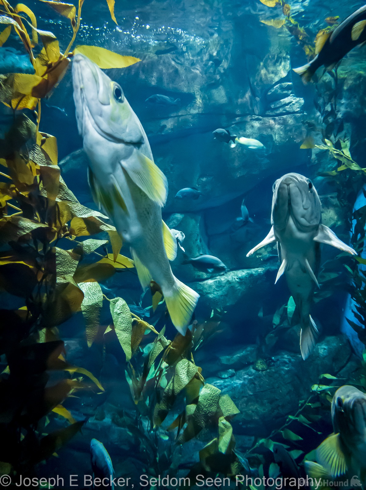 Image of Ripley\'s Aquarium of Canada by Joe Becker