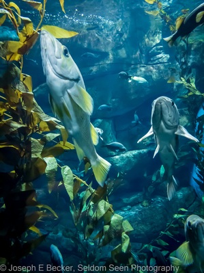 Canada photos - Ripley's Aquarium of Canada