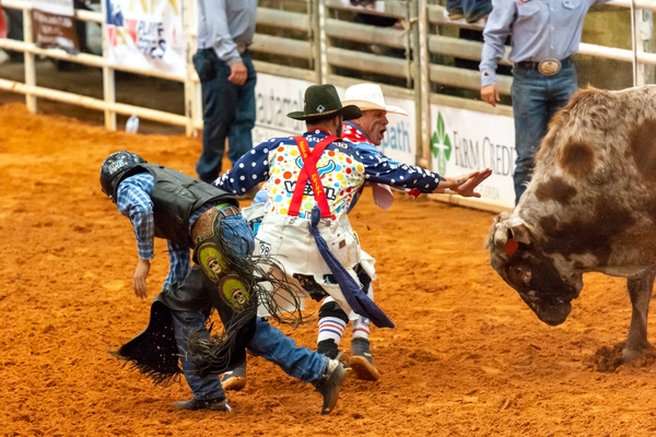 Rodeo bullfighters (also known as rodeo clowns) are the safety personnel for the riders. When riders are thrown or dismount, the rodeo animals are often aggressive. Here two rodeo bullfighters place themselves between an angry bull and the the rider who was just thrown.