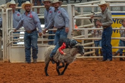 Mutton Bustin' is a rodeo sport for children ages 4-6 years. The winner is the rider who travels the greatest distance on the sheep. There is a cash prize.
