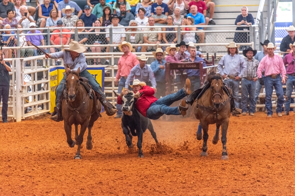 In steer wrestling the rider drops from his horse and must wrestle the steer to the ground. The rider on the left is the hazer who keeps the steer traveling on a straight path. 