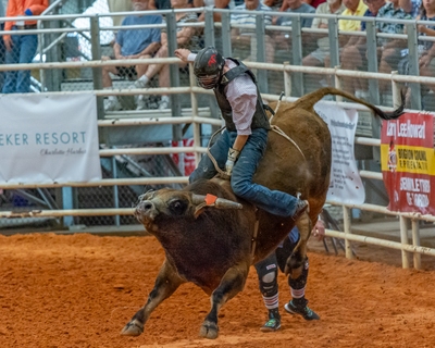 Bull riding is known as the most dangerous eight seconds in sports. It is also one of the most popular events. The legs visible behind the bull belong to one of the bullfighters.