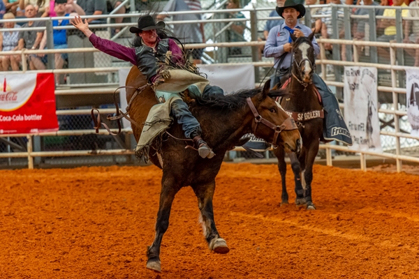 More bareback bronc riding. Rodeo animals are specially bred for strenght, endurance and bucking ability. Bareback broncs are lighter and more active jumpers than saddle broncs.