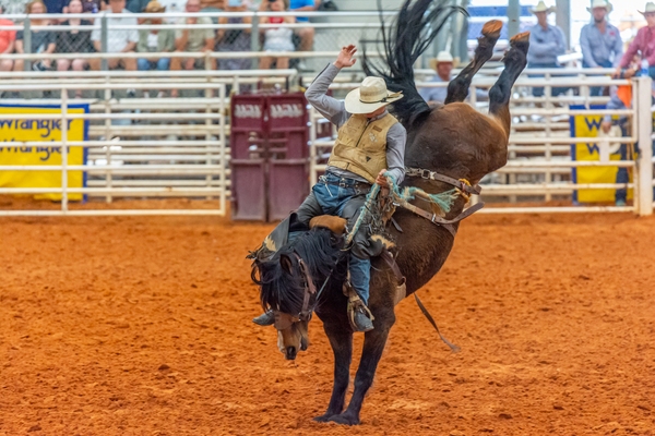 This is a saddle bronc ride. The rider holds on with his knees clenched under the sides of the pommel. Saddle broncs are bigger and heavier than bareback broncs, and are bred for strenghth and endurance as well as bucking ability.