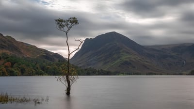 Buttermere lonely tree