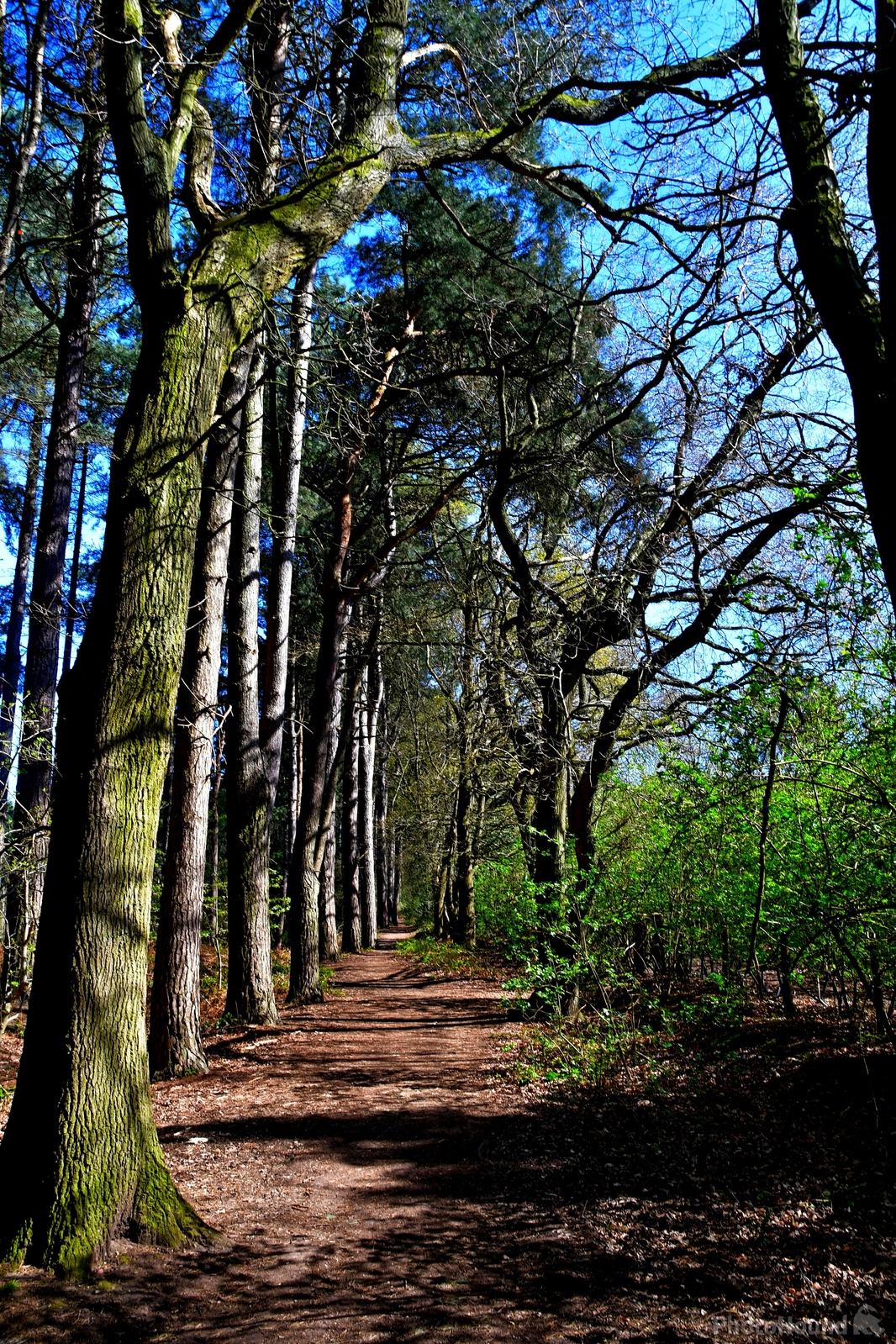 Image of Delamere Forest by Philip Eptlett