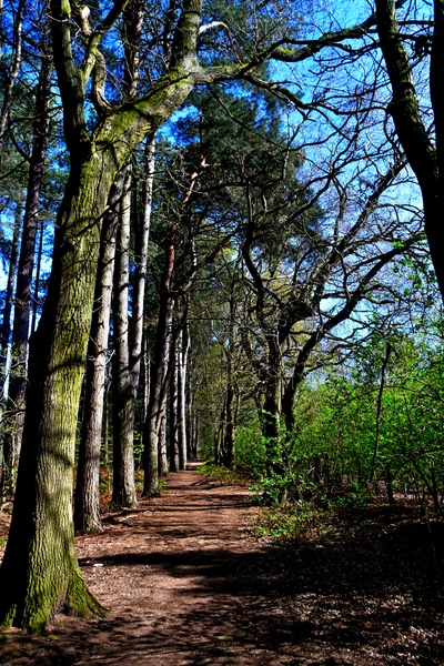 A walk in the lovely spring sunshine on this path along the edge of the forest