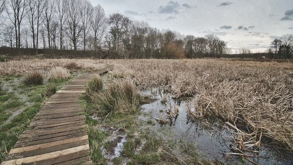 Kessenich - Pond Swamp - Riverpark Maas-valley