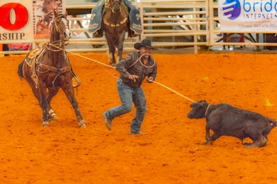 The individual calf roping event is the event in which the teamwork between cowboy and horse is most evident. The cowboy lassos the calf from horseback and then ties off the rope to the saddle. The cowboy dismounts while the horse maintains a steady tension on the rope, moving with the calf. The cowboy must turn the calf over and tie three of the four legs together. Note the pink tie-down rope in the cowboys mouth. This is also called a piggin' string.