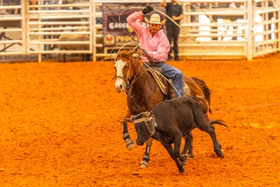 In the team roping event two riders try to lasso a steer. The 