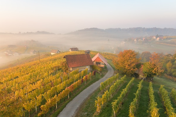 Vineyards at Bela Krajina