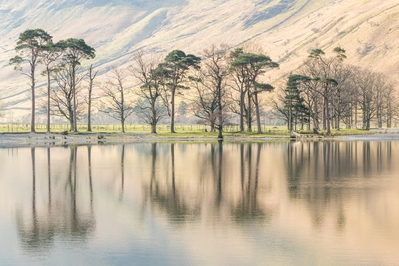 images of Lake District - Buttermere Pines, Lake District