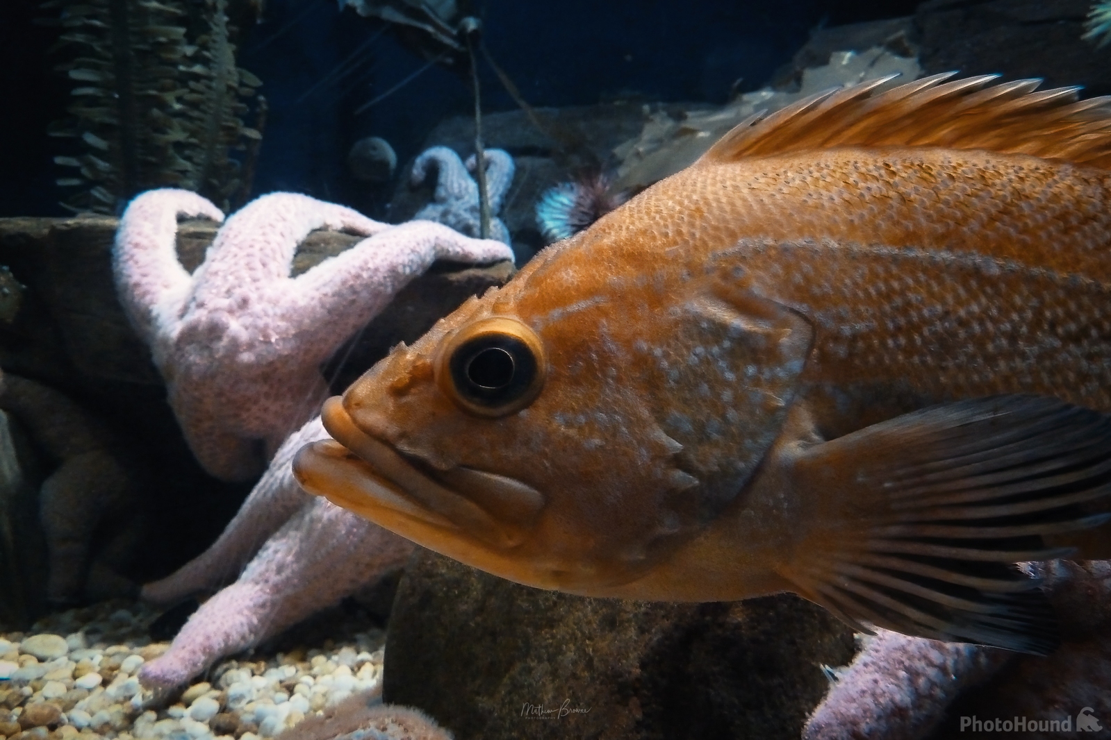 Image of Georgia Aquarium by Mathew Browne