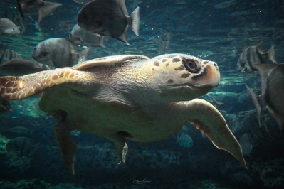 Fulton County instagram spots - Georgia Aquarium