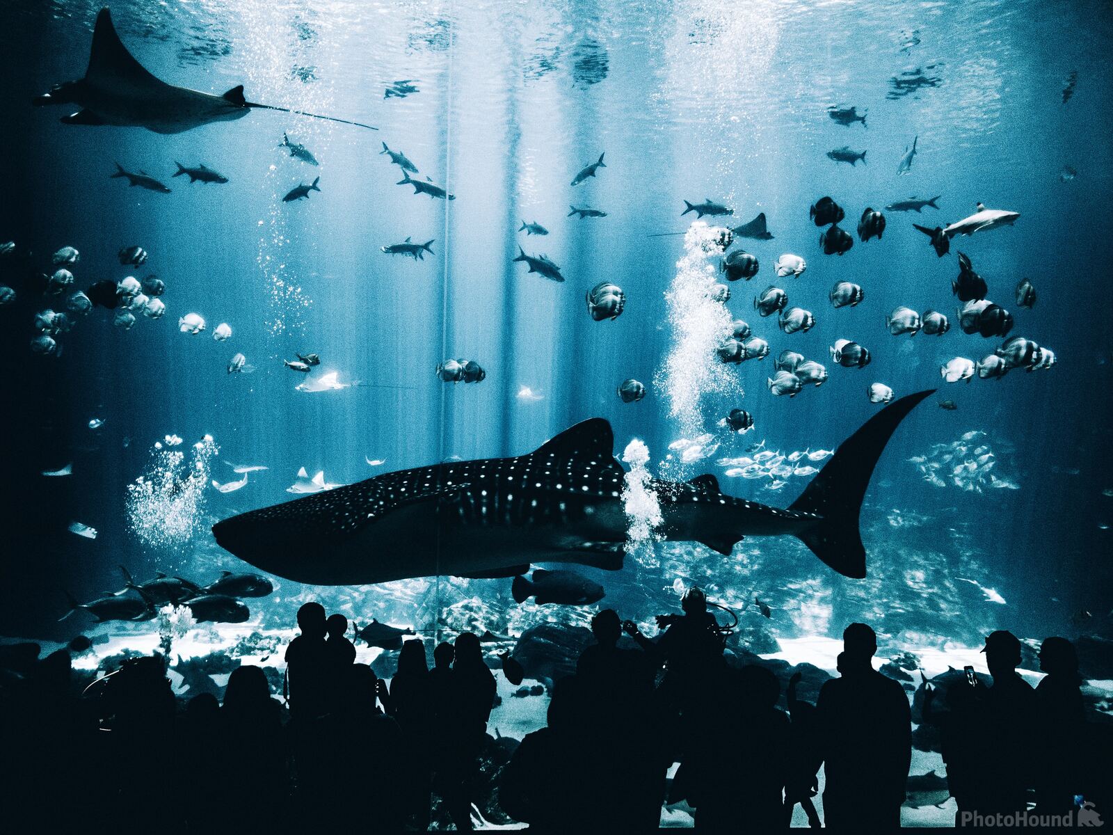 Image of Georgia Aquarium by Team PhotoHound