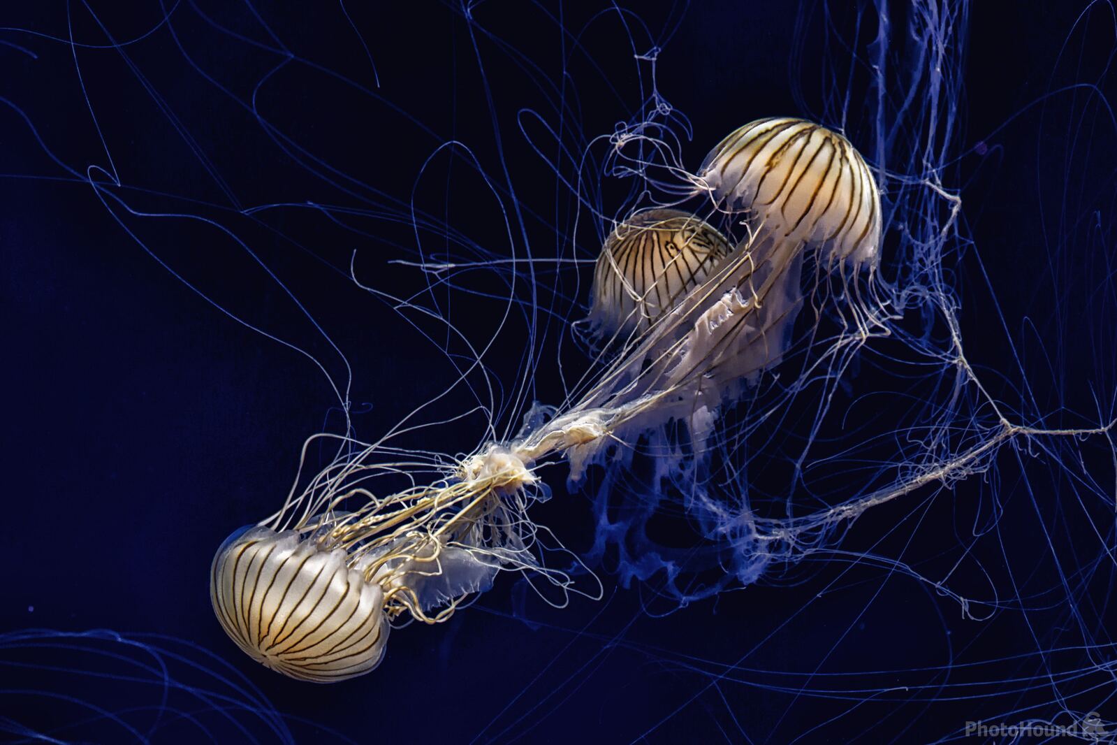 Image of Georgia Aquarium by Team PhotoHound