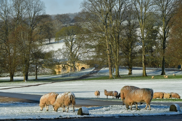 A lovely spring morning with the sheep foraging for breakfast in the snow.
