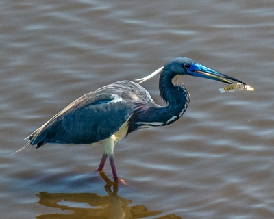 Tri-color Heron from observation platform. This shot was taken at midday while scouting. You can see that harsh light is a problem, even with a polarizing filter.