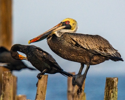 Brown Pelican and Florida Cormorant from Spot #2.