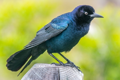 Male Boat-tailed Grackle.