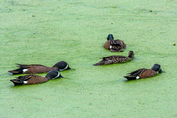 Blue-winged Teal feeding. Four males and one female.