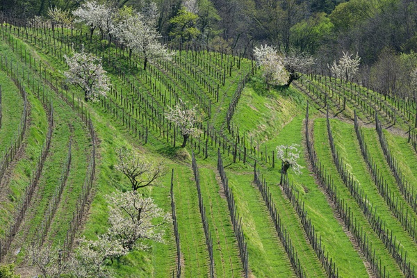 Vineyards and blossoming cheries around Višnjevik and Gradno