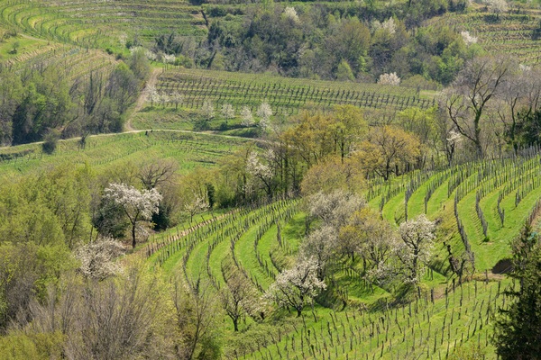 Goriška Brda vineyards in spring
