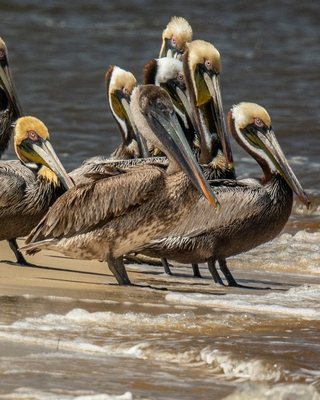 Brown Pelicans.