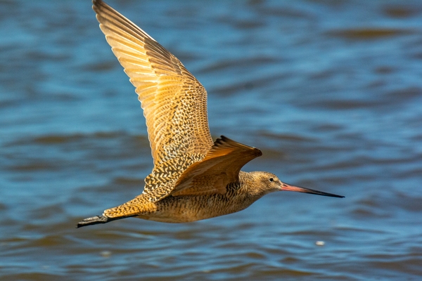 Marbled Godwit (male).