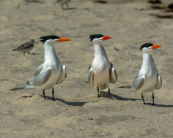 Royal Terns.