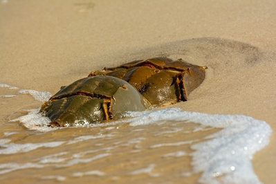 Horseshoe Crabs mating. The larger crab on the right is the female
