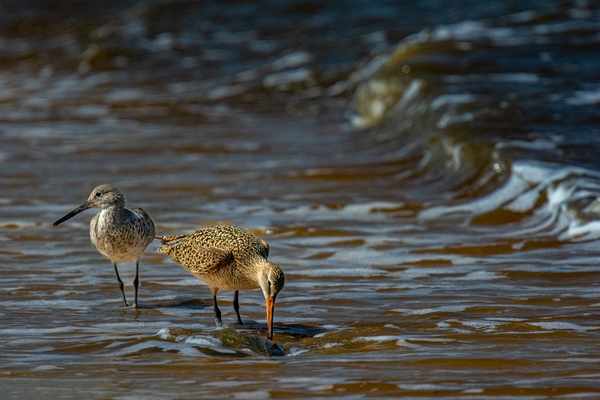 Marbled Godwits (female on left) feeding on Horseshoe Crab eggs. The male is standing over the mating Horseshoe Crabs.