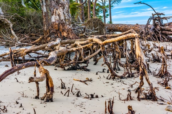 The beach is part of a hammock - a low barrier island with vegetation, often trees. The hammock is eroding, toppling the trees and leaving the root networks exposed.