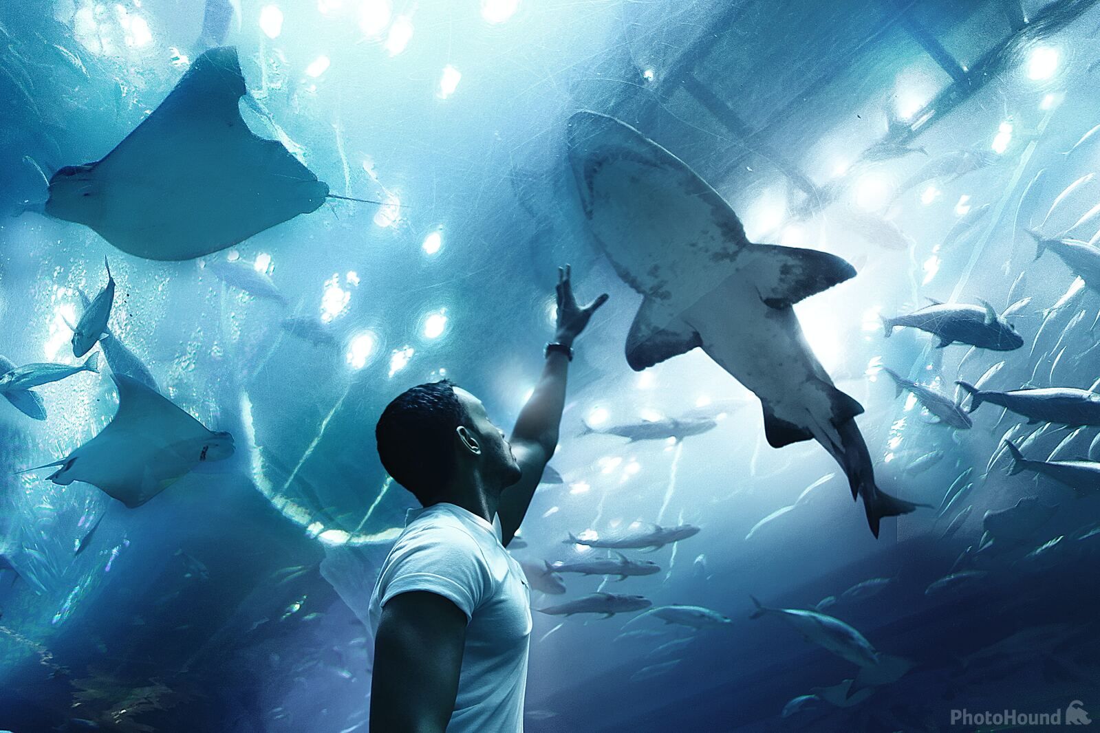 Image of Dubai Aquarium by Team PhotoHound