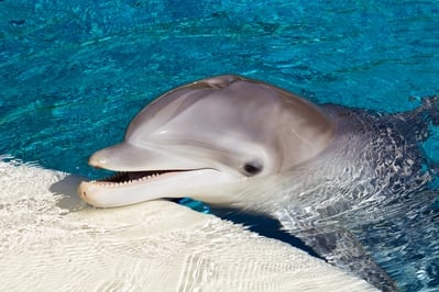 images of Las Vegas - Secret Garden & Dolphin Habitat