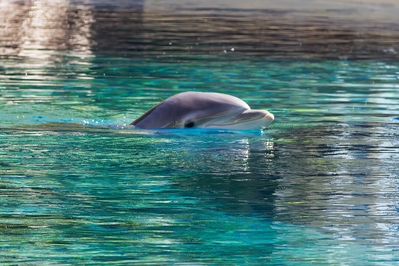 photos of Las Vegas - Secret Garden & Dolphin Habitat