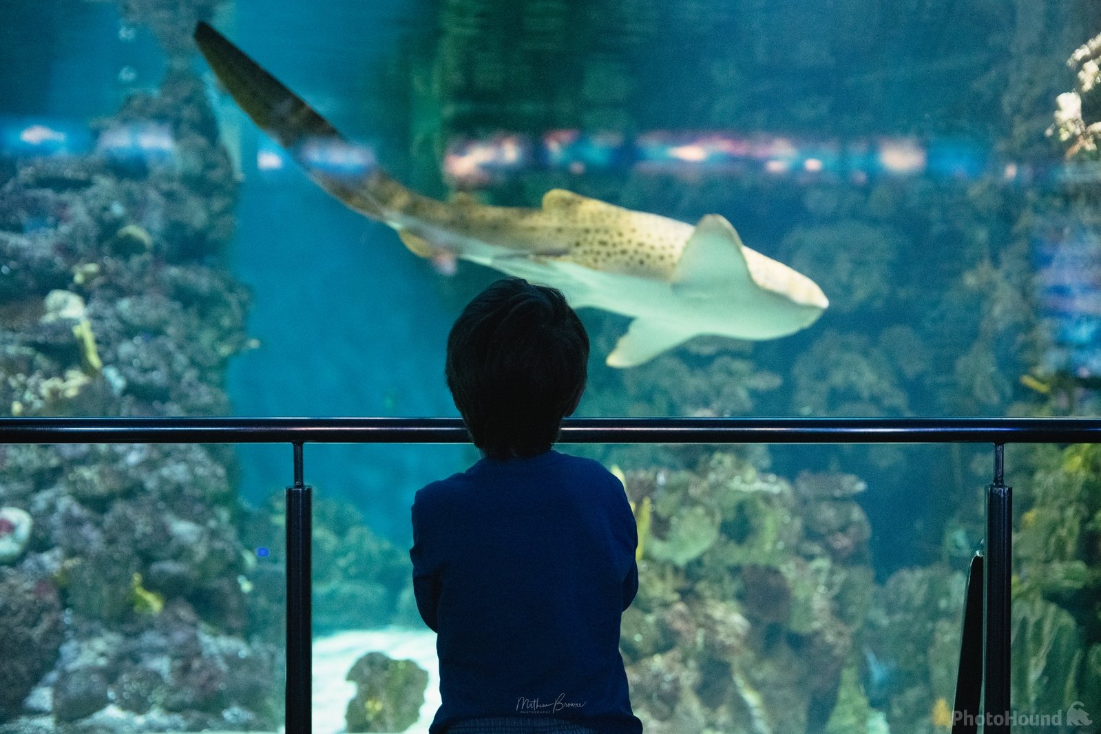Image of Barcelona Aquarium by Mathew Browne