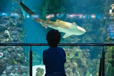 images of Barcelona - Barcelona Aquarium