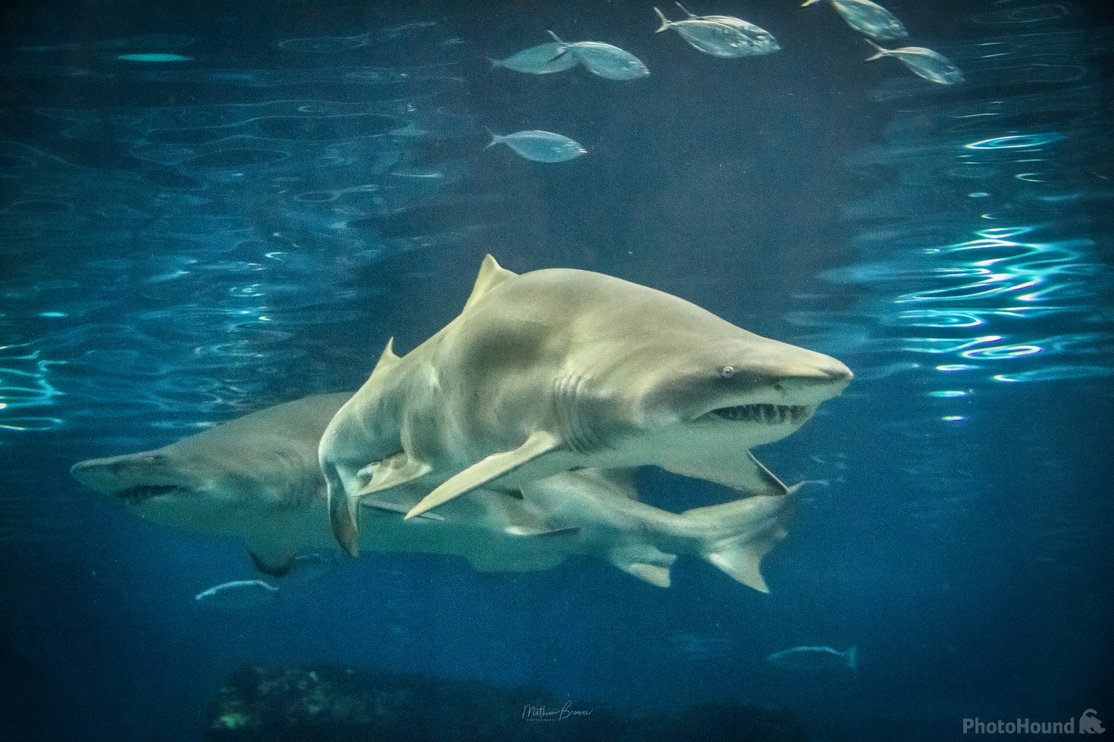 Image of Barcelona Aquarium by Mathew Browne