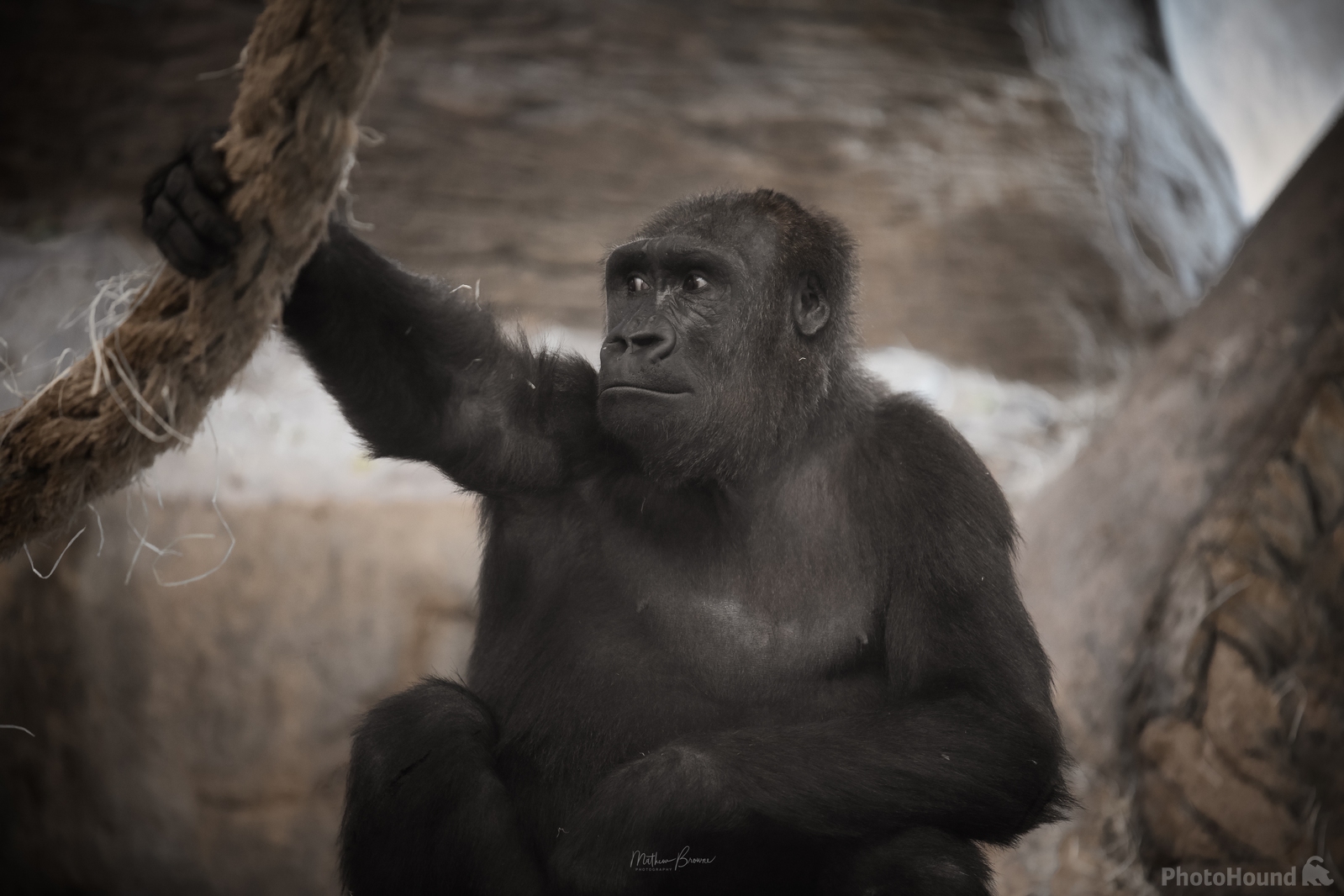 Image of Zoo Barcelona by Mathew Browne