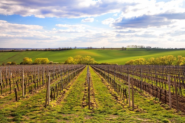 Josef Dufek vineyard in spring