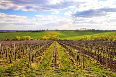 pictures of Southern Moravia - Josef Dufek vineyard