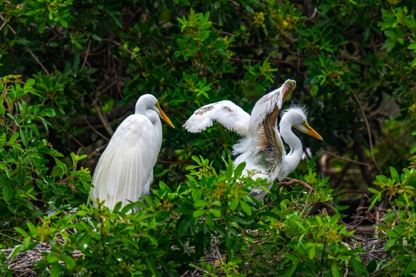 The egret on the left is almost fully fledged and flies on occasion. The one on the right is younger. Note the red blood-filled growing pinfeathers on the wings of the younger bird.