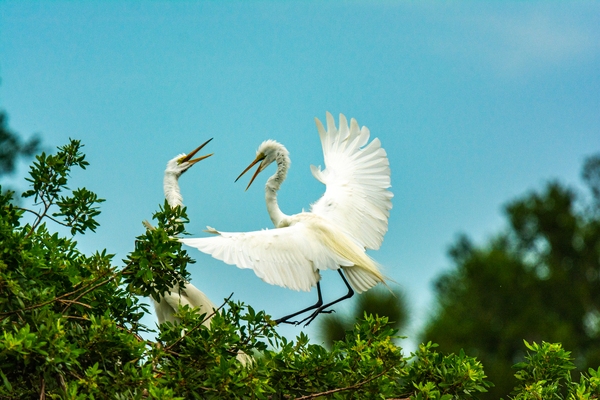 Two egrets greeting each other. The occasion is the return of the bird on the right and, perhaps, lunch.