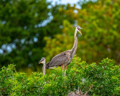Two immature Great Blue Herons awaiting the return of an adult. Despite the seeming height distance, both birds are the same size and approximate age.