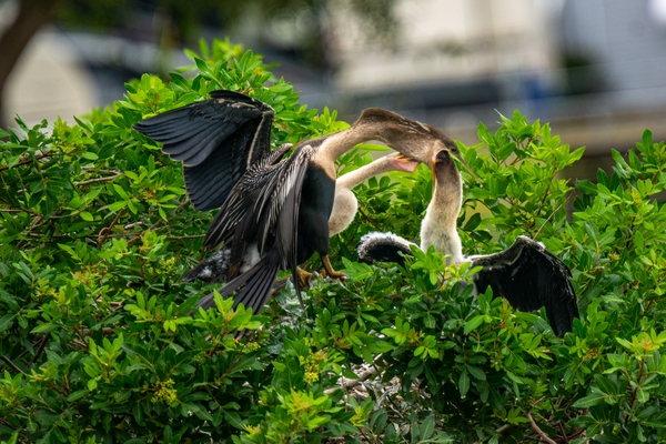 The adult female anhinga on the extreme left is feeding the nestling on the extreme right while the nestling in the middle squawks. Note the feeding bird has its head fully into the mouth and throat of the adult female.