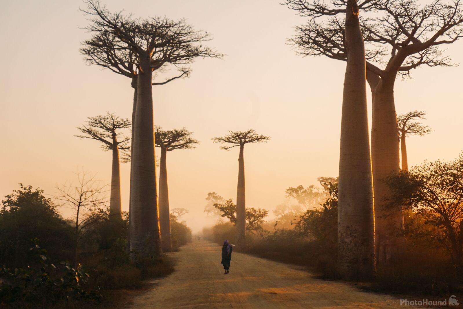 Image of Avenue of the Baobabs in Morondava by Team PhotoHound