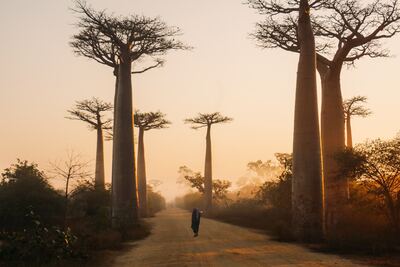 Image of Avenue of the Baobabs in Morondava - Avenue of the Baobabs in Morondava
